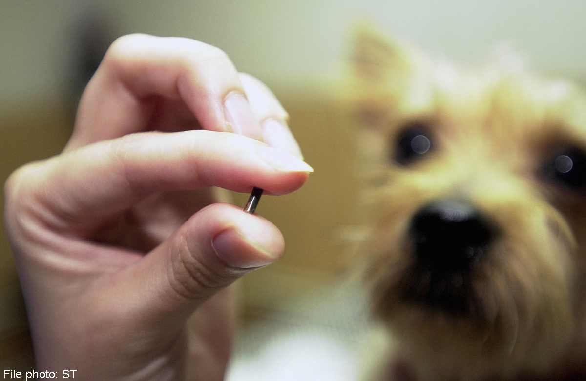 Microchipping
