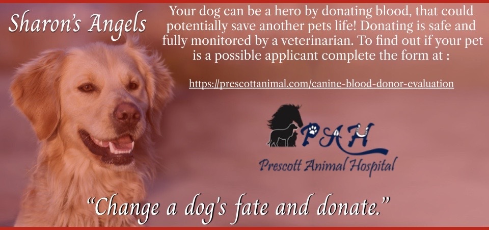 Sharon's Angels Canine Blood Donors Initiative