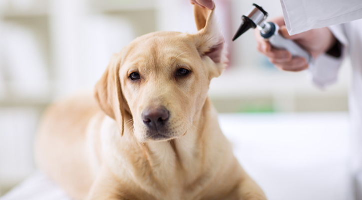 A Yellow Lab gets his ears inspected