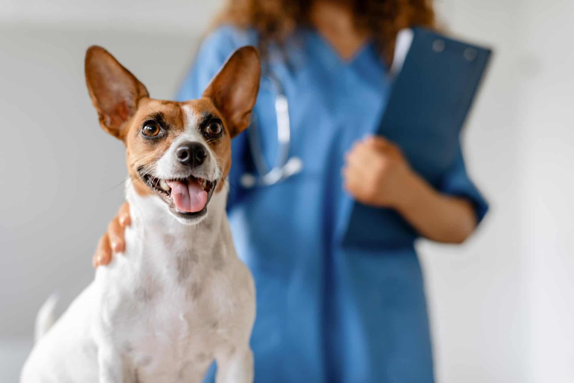 Urgent-pet-care