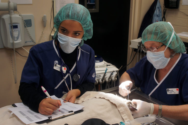 Pet Dental Care in Prescott, AZ Prescott Animal Hospital