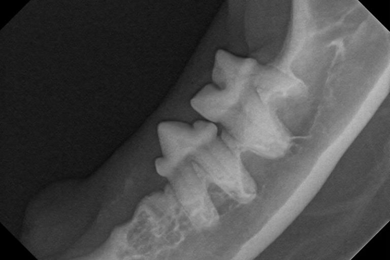 Pet Dental Care in Prescott, AZ Prescott Animal Hospital