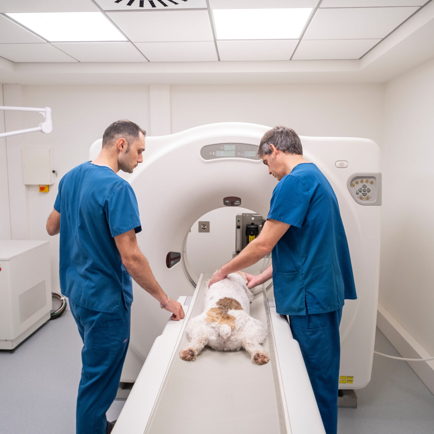 Dog CT Scan